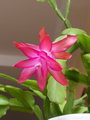 Schlumbergera Truncata